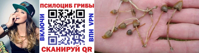 Купить  Княгинино  Псилоцибиновые грибы GOLDEN TEACHER 